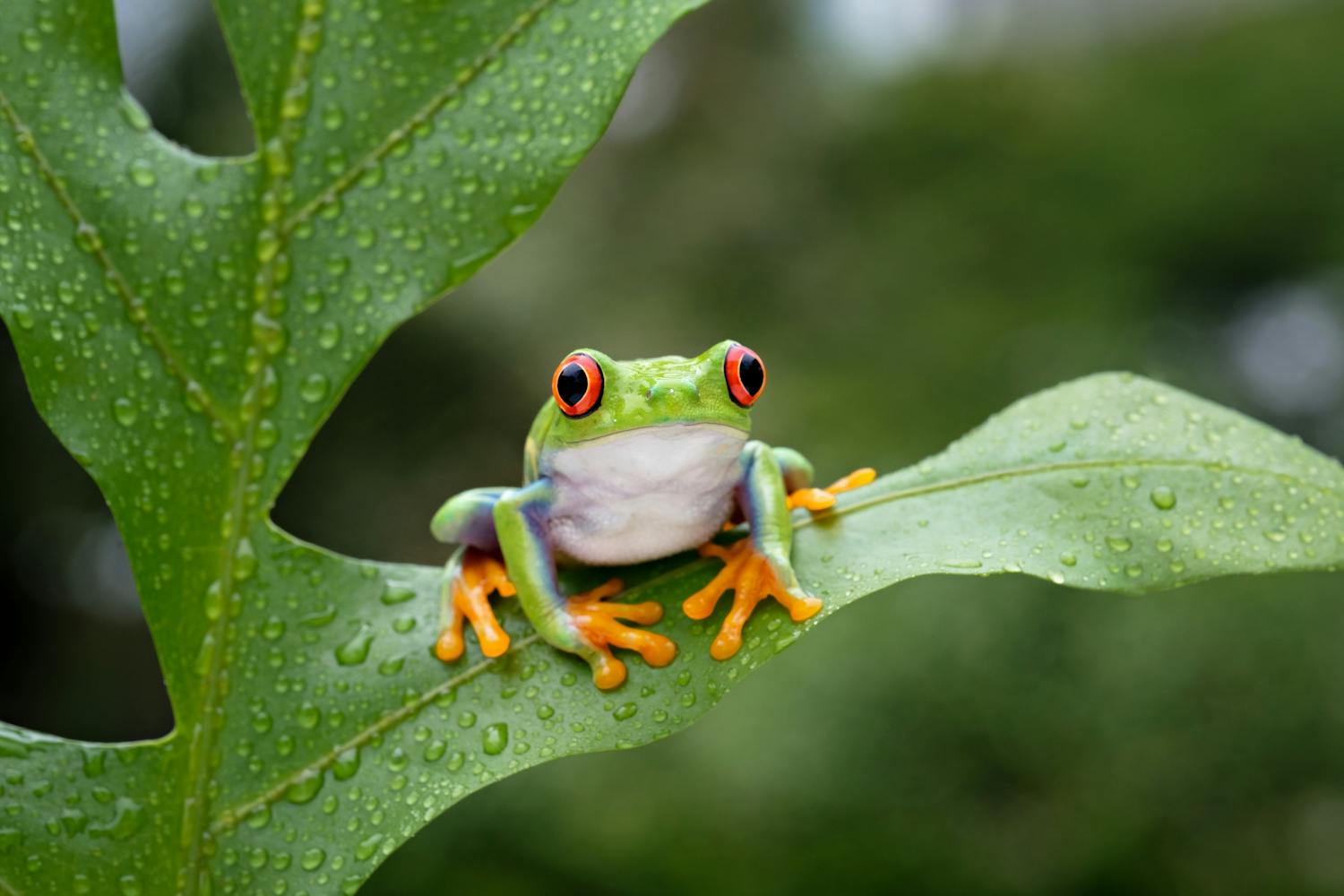 Batrachophobie : quand la peur des grenouilles devient incontrôlable