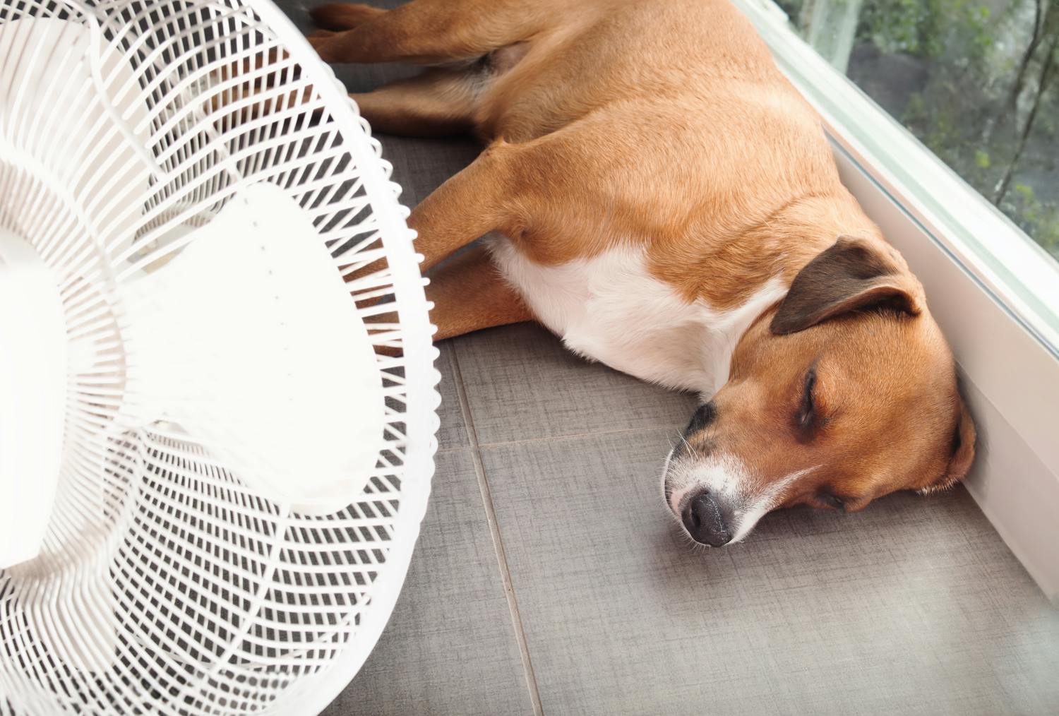 Canicule : bien protéger son chat ou son chien de la chaleur